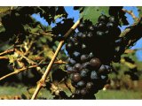 Grapes were turned into wine and raisins, as well as eaten fresh.